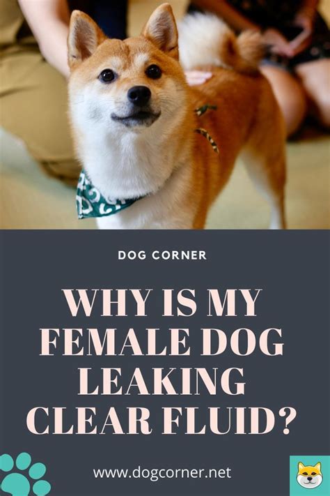 Female Dog Leaks Clear Fluid